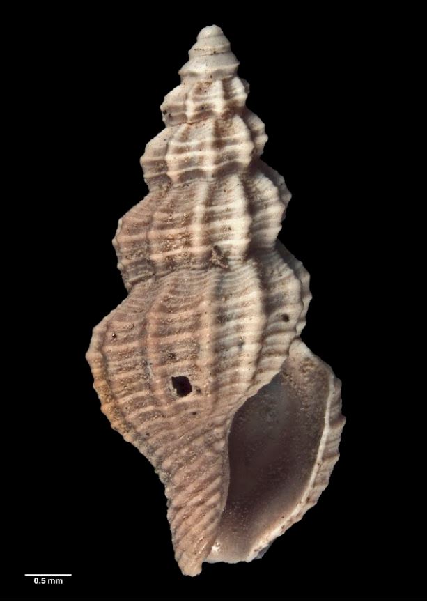 Media gallery | The Fossil Cone Shells of New Zealand